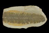 Fossil Fern (Pecopteris) Pos/Neg - Mazon Creek #121159-2